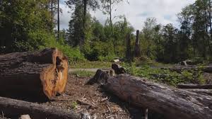 Best Stump Grinding and Removal  in Topanga, CA