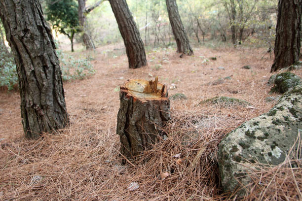 Best Emergency Tree Removal  in Topanga, CA