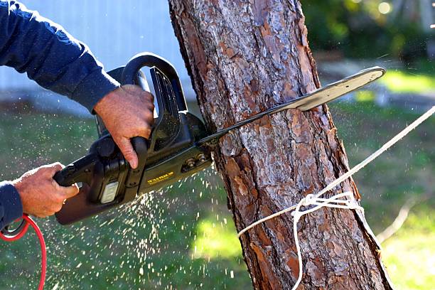 Best Pest Control for Lawns  in Topanga, CA