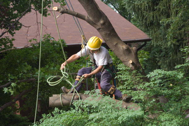 How Our Tree Care Process Works  in  Topanga, CA