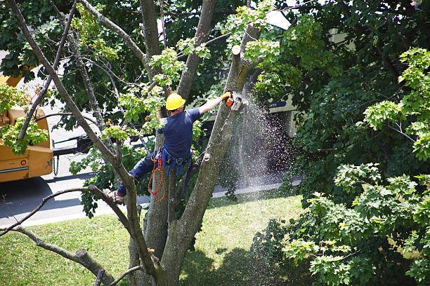 Pest Control for Lawns in Topanga, CA