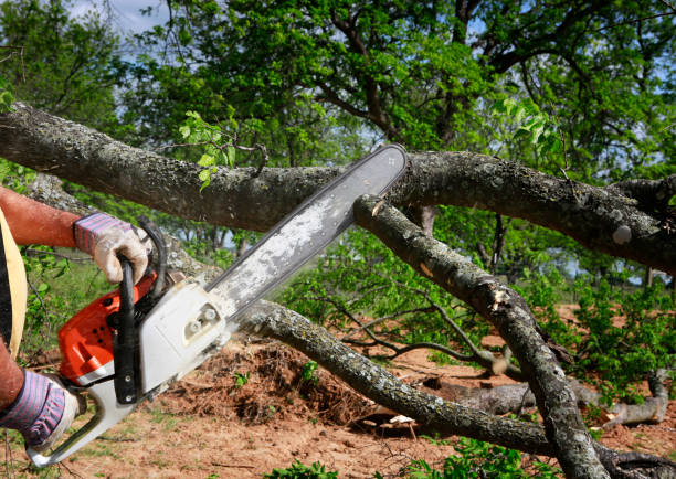 Best Tree Health Inspection  in Topanga, CA