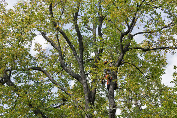 How Our Tree Care Process Works  in  Topanga, CA